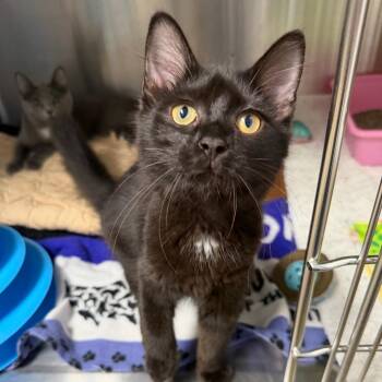 Bone Spur -  Domestic Medium Hair Cat for Adoption in Waynesville, North Carolina - Bone Spur | PetCurious