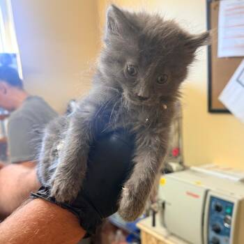 Tater -  Domestic Long Hair Cat for Adoption in Corinth, Mississippi - Tater | PetCurious
