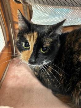 CANARY -  Domestic Short Hair Cat for Adoption in Leesburg, Virginia - CANARY | PetCurious