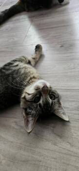 Ivy -  Domestic Short Hair Cat for Adoption in Miami, Oklahoma - Ivy | PetCurious