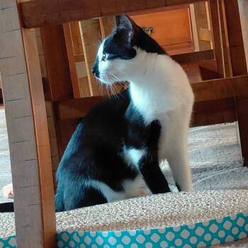 Jalapeno -  Domestic Short Hair Cat for Adoption in Woodinville, Washington - Jalapeno | PetCurious
