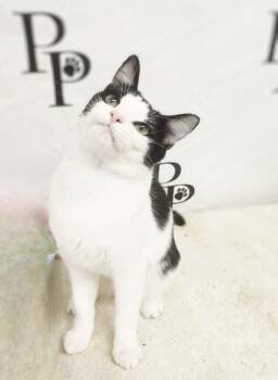 Domestic Short Hair Cats Available for Adoption - Dapper Dan | PetCurious