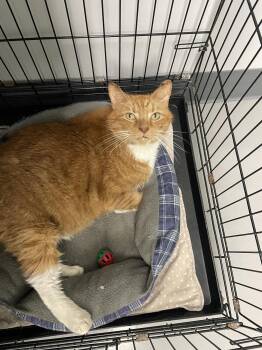 Krueger -  Tabby and Domestic Short Hair Cat for Adoption in Georgetown, Kentucky - Krueger | PetCurious