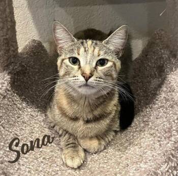 Torbie Cats Available for Adoption - Sona #nose-kisser | PetCurious