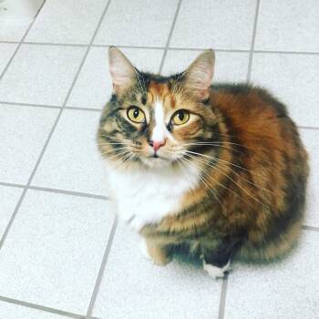 Hannah (long hair polydactyl) with a ton of SUPPLIES -  Domestic Long Hair Cat for Adoption in Port Orange, Florida - Hannah (long Hair Polydactyl) With A Ton Of SUPPLIES | PetCurious