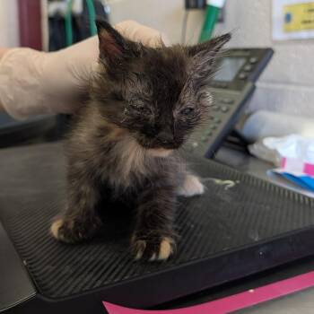 Ali Cat -  Domestic Medium Hair Cat for Adoption in Ardmore, Oklahoma - Ali Cat | PetCurious