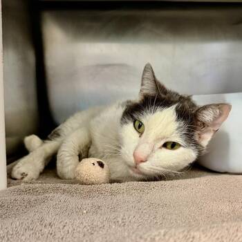 Ricky -  Domestic Short Hair Cat Available for Adoption in Palm Springs, California - Ricky | PetCurious