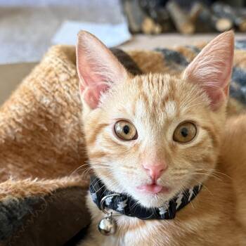 Rescue Domestic Short Hair Cats for Adoption in Seneca, South Carolina - Squash | PetCurious