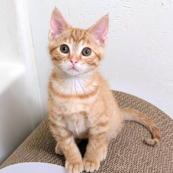 Tango -  Domestic Short Hair Cat for Adoption in Green Bay, Wisconsin - Tango | PetCurious