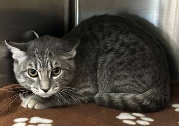 Rescue Domestic Short Hair Cats for Adoption in Carrollton, Texas - Baby | PetCurious