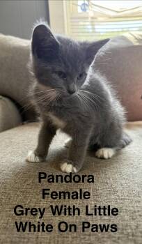 Pandora -  Domestic Short Hair Cat for Adoption in Springfield, Massachusetts - Pandora | PetCurious