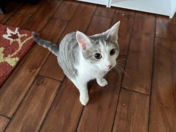 Rescue Domestic Short Hair Cats for Adoption in Richmond, Kentucky - Krieger | PetCurious