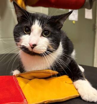 Domestic Short Hair Cats Available for Adoption in Minneapolis, Minnesota - MARSHALL | PetCurious