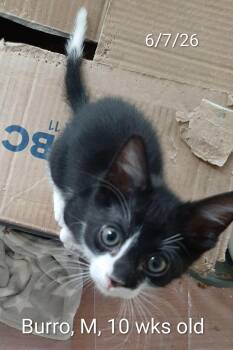 Burro -  Domestic Short Hair Cat for Adoption in Hudson, New York - Burro | PetCurious
