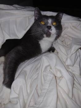 Rescue American Shorthair Cats for Adoption in Nutley, New Jersey - Stickers | PetCurious