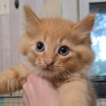 Peter -  Domestic Long Hair Cat for Adoption in Watertown, New York - Peter | PetCurious