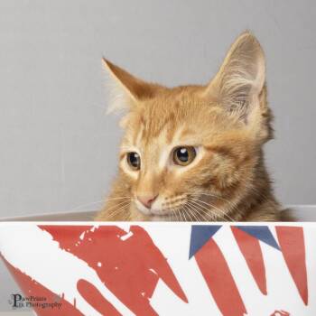 Moana -  Domestic Medium Hair Cat for Adoption in Maryville, Tennessee - Moana | PetCurious