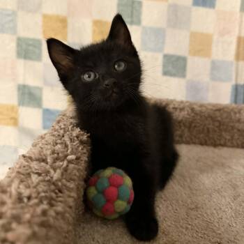 Domestic Short Hair Cats Available for Adoption in Martinsville, Indiana - Nugget | PetCurious