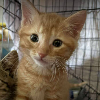 Rescue Domestic Short Hair Cats for Adoption in Nashville, Tennessee - Spice | PetCurious