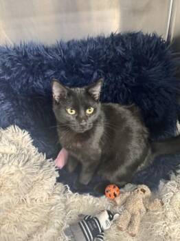 Domestic Short Hair Cats Available for Adoption - Leo @ PetSmart | PetCurious