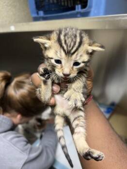 Twice Baked Potato -  Domestic Short Hair Cat for Adoption in Memphis, Tennessee - Twice Baked Potato | PetCurious