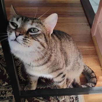 Eevee -  Domestic Short Hair Cat for Adoption in Washington, District Of Columbia - Eevee | PetCurious