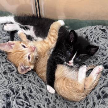 Lilippe & Maurice -  Tabby and Tuxedo Cat for Adoption in UNIVERSITY PA, Maryland - Lilippe & Maurice | PetCurious
