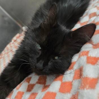 Charm (Ammon Stray) -  Domestic Long Hair Cat for Adoption in Idaho Falls, Idaho - Charm (Ammon Stray) | PetCurious