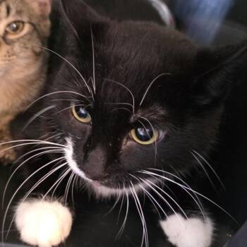 Publix -  Domestic Short Hair Cat for Adoption in Fairport, New York - Publix | PetCurious