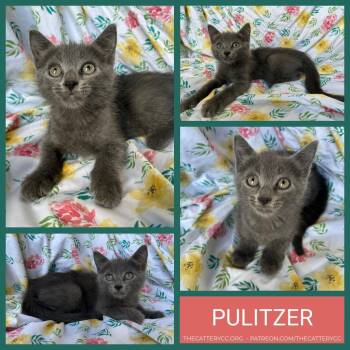 Pulitzer -  Domestic Short Hair Cat for Adoption in Corpus Christi, Texas - Pulitzer | PetCurious