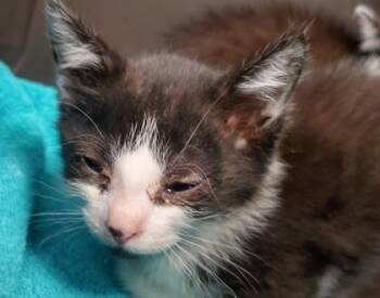 Dest -  Domestic Short Hair Cat for Adoption in Kansas City, Missouri - Dest | PetCurious