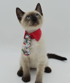 Junior -  Siamese Cat for Adoption in Mobile, Alabama - Junior | PetCurious