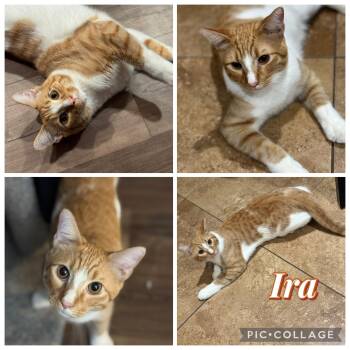 Rescue Domestic Short Hair Cats for Adoption in Houston, Texas - IRA | PetCurious