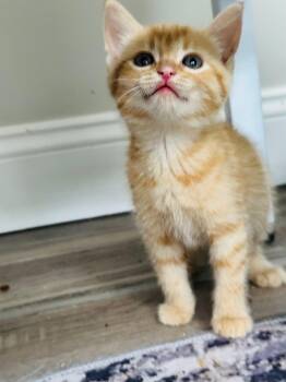 Domestic Short Hair Cats Available for Adoption in Fort Payne, Alabama - Sangria | PetCurious