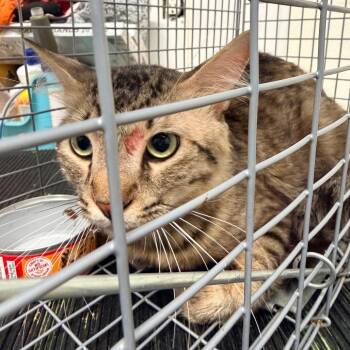 Bootsie -  Domestic Short Hair Cat for Adoption in San Gabriel, California - Bootsie | PetCurious