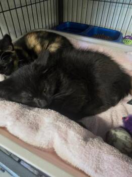 Black Pepper -  Domestic Short Hair Cat for Adoption in Cortland, New York - Black Pepper | PetCurious