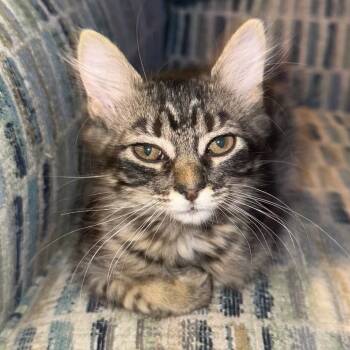 Rescue Domestic Short Hair Cats for Adoption in Troy, Illinois - Squirt | PetCurious