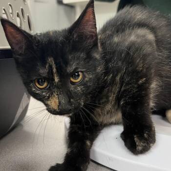 Arwen -  Domestic Short Hair Cat for Adoption in Manhattan, Kansas - Arwen | PetCurious