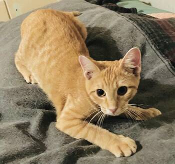 Rescue American Shorthair Cats for Adoption in Arlington, Texas - Peyton | PetCurious