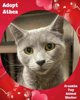 Domestic Short Hair Cats Available for Adoption - Athea | PetCurious