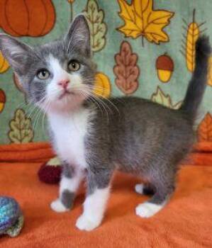 Apple Jack -  Domestic Short Hair Cat for Adoption in Bucyrus, Ohio - Apple Jack | PetCurious