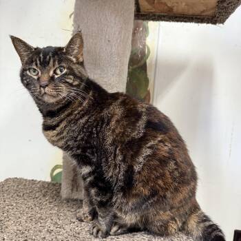 Rescue Domestic Short Hair Cats for Adoption in Hendersonville, Tennessee - Rosalyn | PetCurious