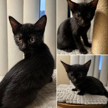 Flower (purple) -  Domestic Short Hair Cat for Adoption in Tustin, California - Flower (purple) | PetCurious