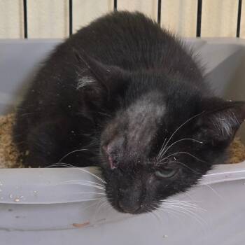 Wink -  American Shorthair Cat for Adoption in Melrose, Florida - Wink | PetCurious