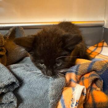 Wilbert Ameen -  Domestic Short Hair Cat for Adoption in Columbus, Georgia - Wilbert Ameen | PetCurious