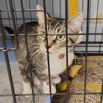 Domestic Short Hair Cats Available for Adoption - Annie | PetCurious