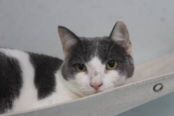 Puddle -  Domestic Short Hair Cat for Adoption in Chestertown, Maryland - Puddle | PetCurious