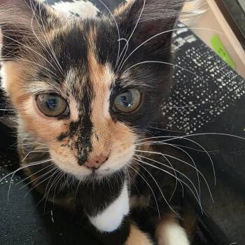Cleo -  Domestic Long Hair Cat for Adoption in Santa Rosa, California - Cleo | PetCurious