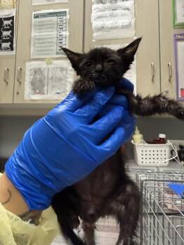 CRAB RANGOON -  Domestic Short Hair Cat for Adoption in Las Vegas, Nevada - CRAB RANGOON | PetCurious