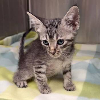 DJ Tuna -  Domestic Short Hair Cat for Adoption in Kansas City, Kansas - DJ Tuna | PetCurious